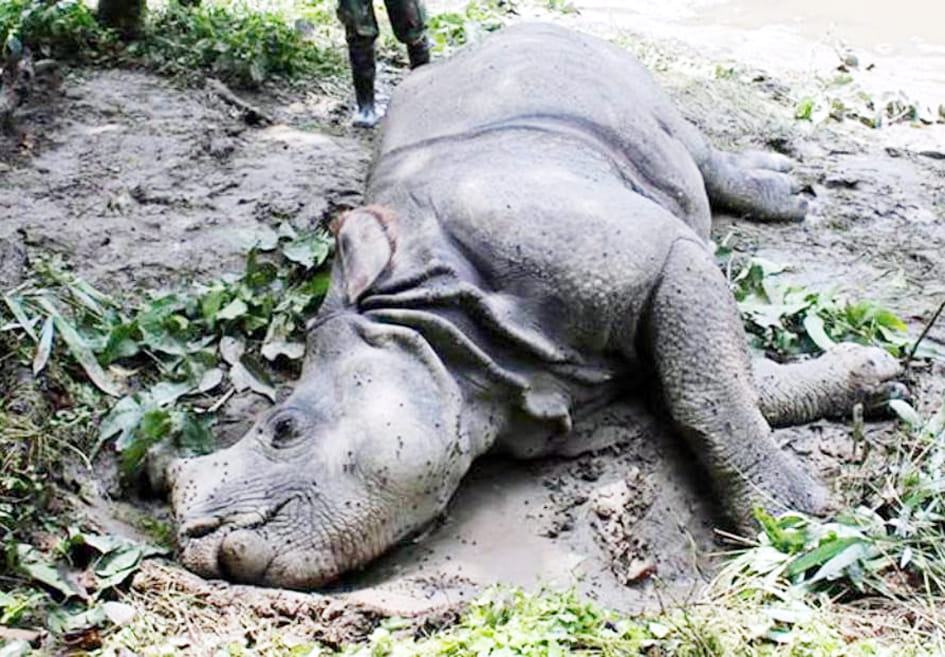 jangal