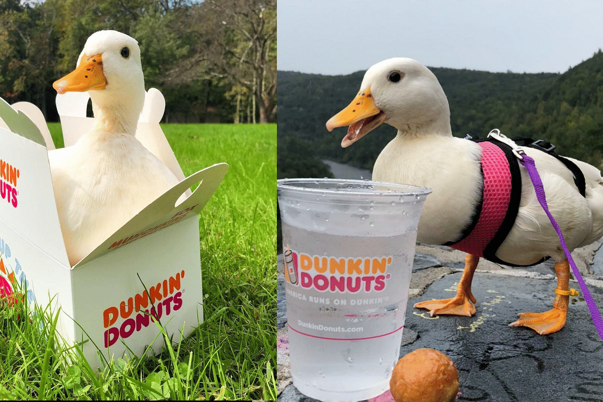 duck earns three lakh rupees every month has millions of followers on tiktok