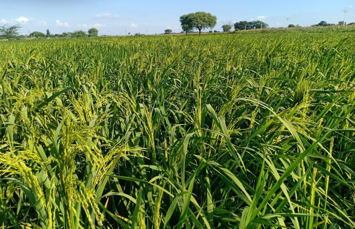 Paddy procurement will start from today amid incomplete preparations