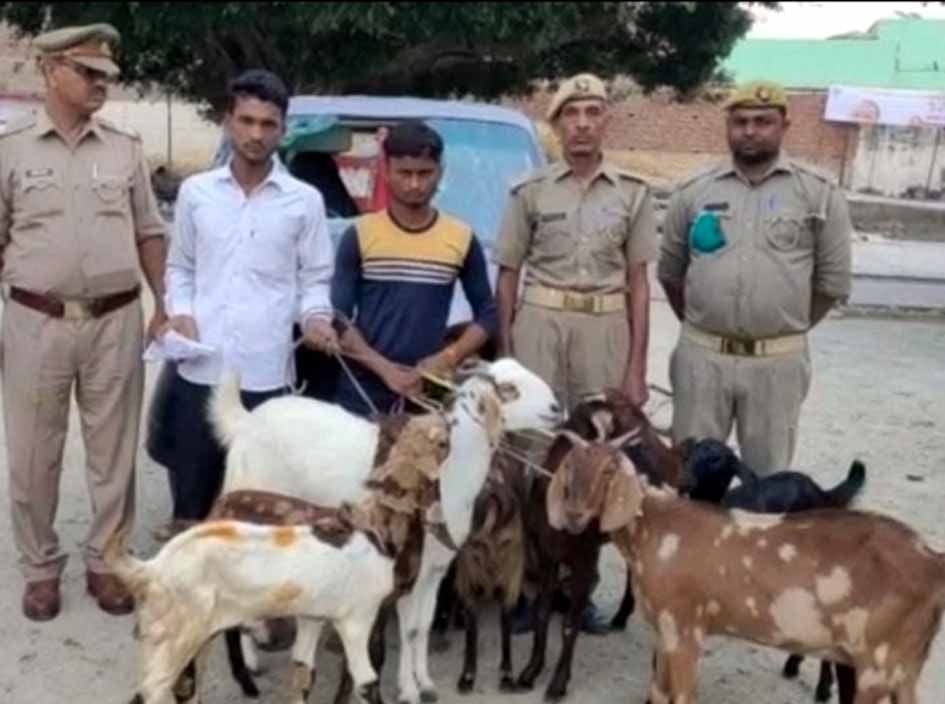 Robbers,UP crime,gangsters,cattles thieves