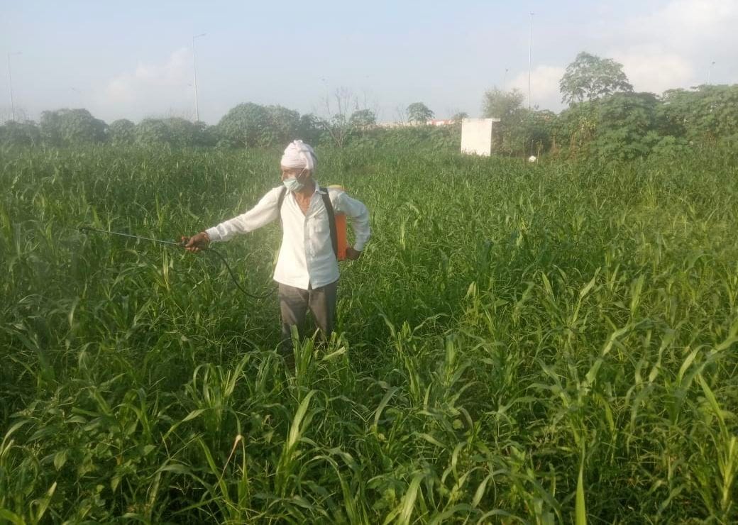 Pest in millet crop due to rain