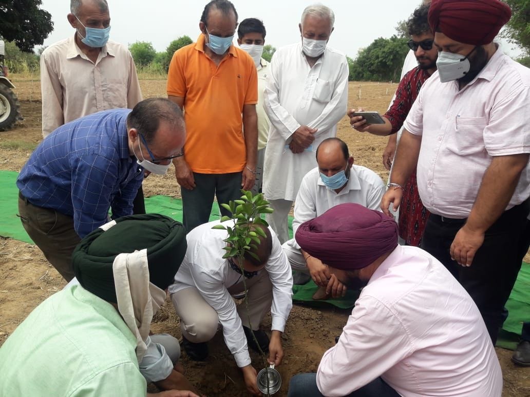 tree plantation