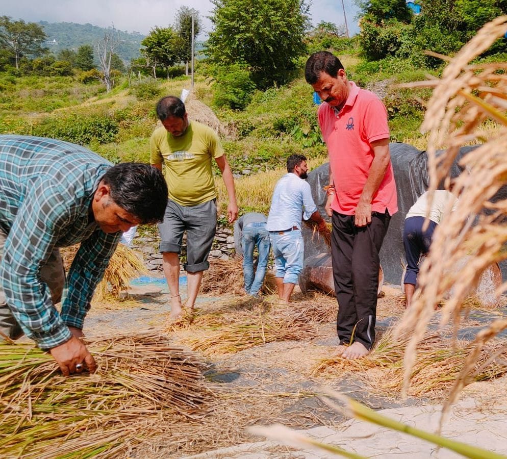 Former minister Dhanai did paddy in Khemda village