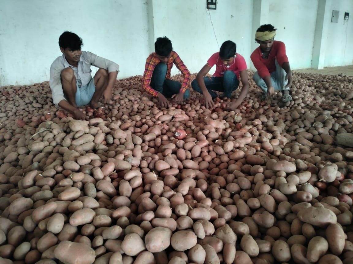 The wishes of potato farmers flowed in the rain