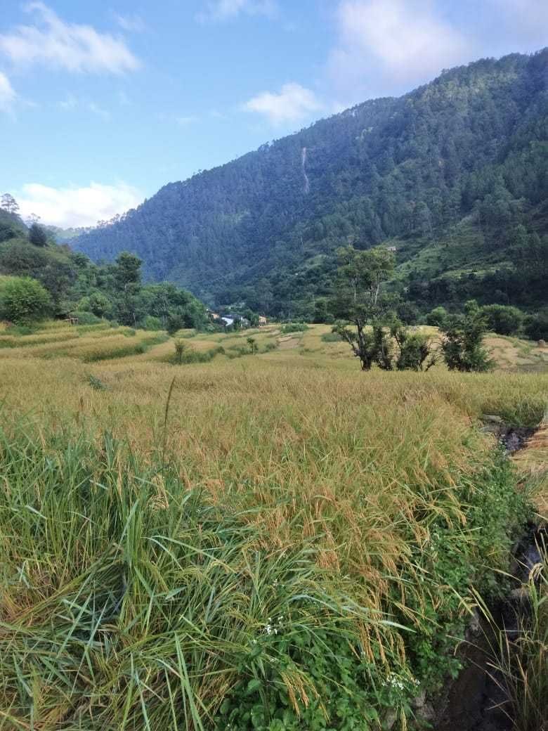 Pig in the mountain and elephant in the field are suffocating
