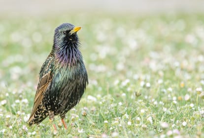 nature benefits Mental health by watching Birds may Reduce Stress