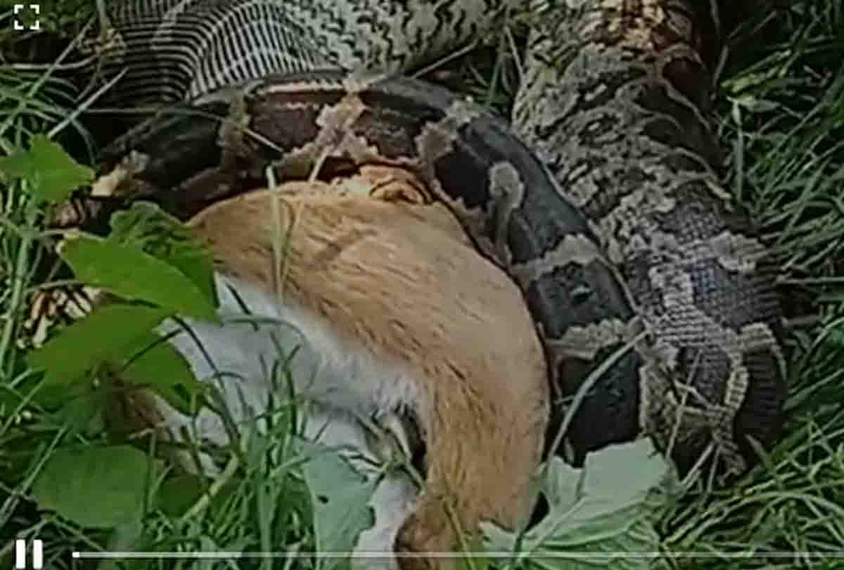 Banda: There was a stir due to python coming out in the field