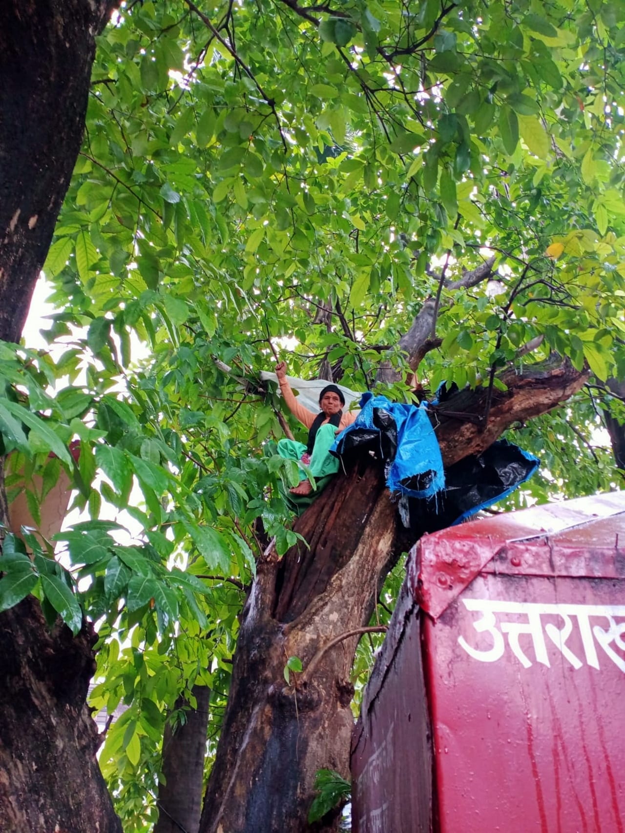 uttarakhand news: uttarakhand state agitators became vocal about their demands, protest by climbing a tree see photos