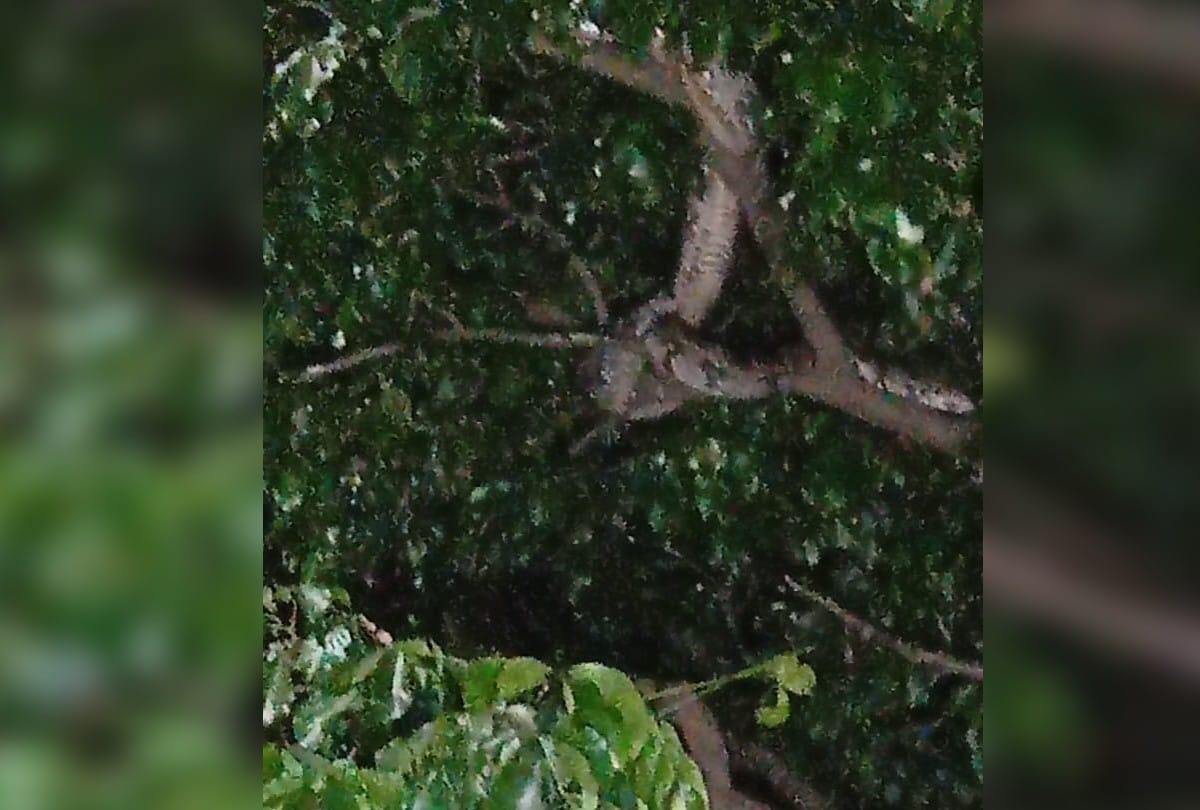 Python At Giriraj Parikarma Marg