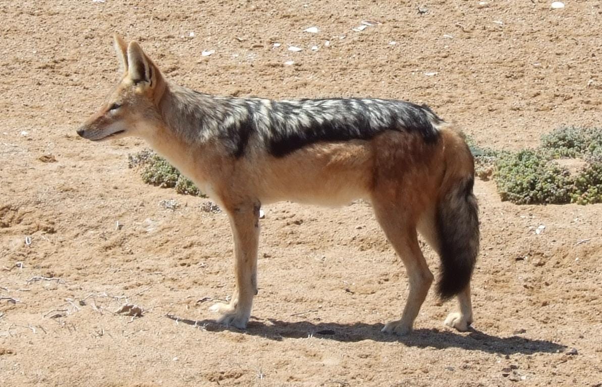 Mad jackal bites and injures six people in mirzapur villagers beaten to death