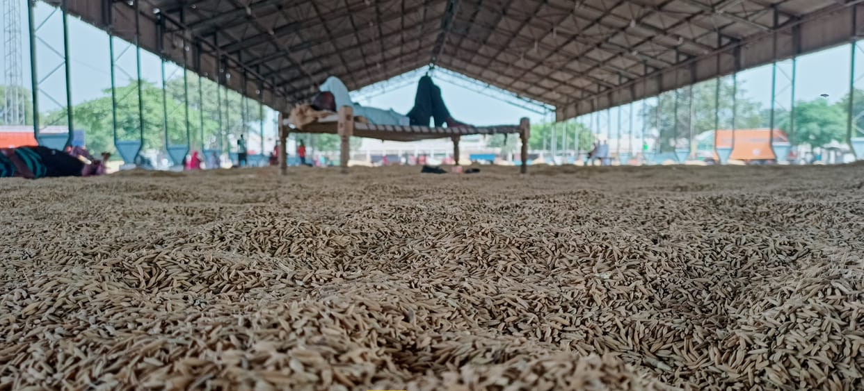 Paddy guarding became a challenge for 10 days