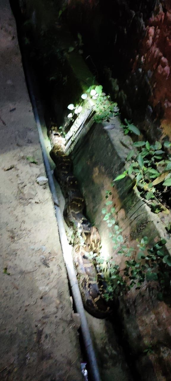 The people caught the python and handed it over to the forest department