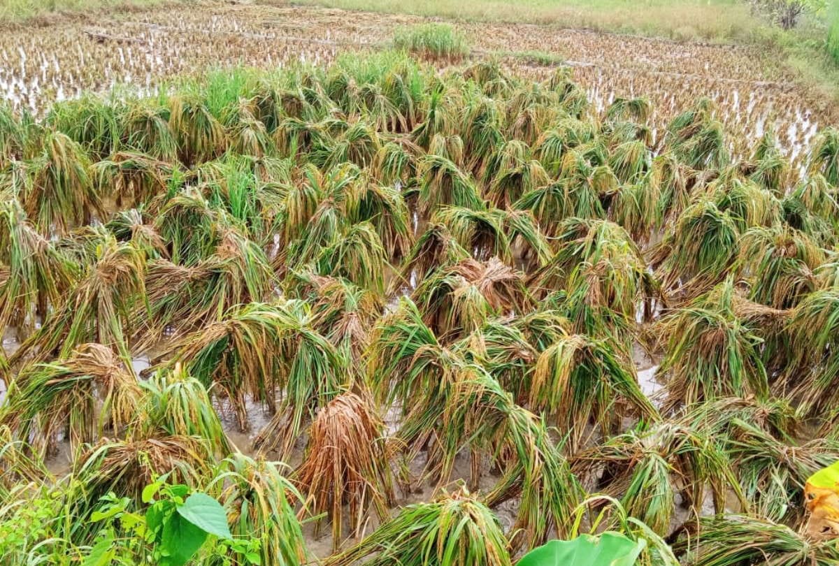 heavy Rainfall in UP Gorakhpur weather rain since 24 hours increased concern of farmers
