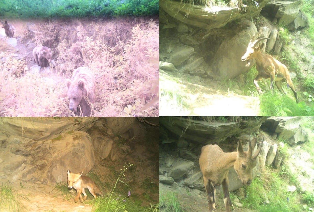 World Animal Day 2021: Brown bear, red fox and Himalayan tahr spotted in Dhauladhar Sanctuary of Himachal