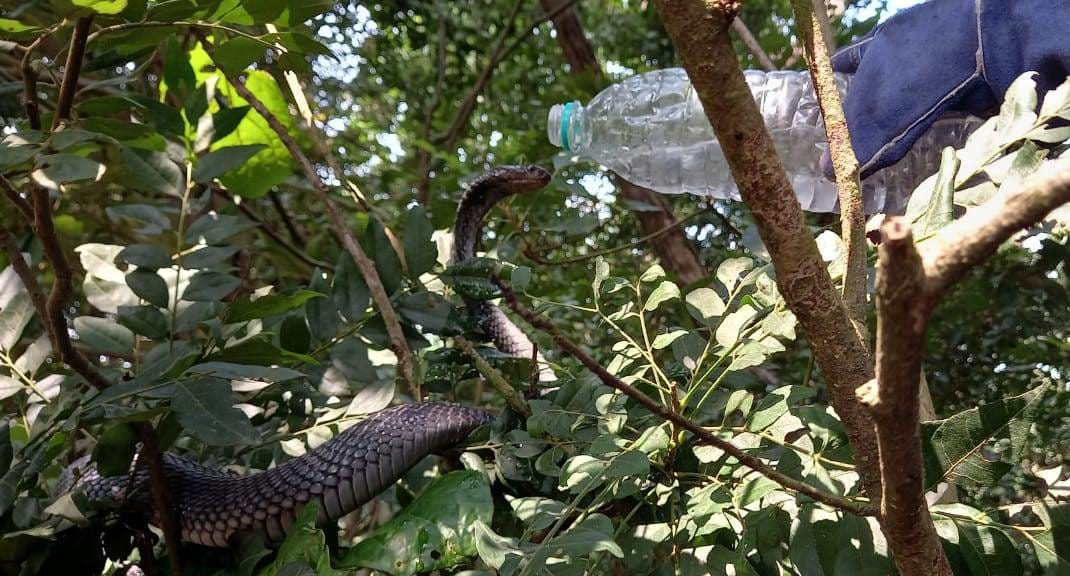 Thirsty cobra fainted during rescue