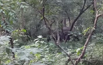 The herd of Nepalese elephants again reached Jatpura