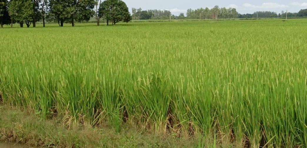 Paddy crop got life due to rain