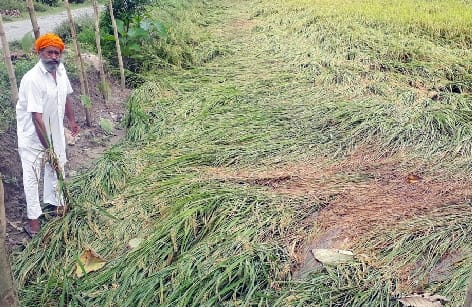 Paddy crop fell due to rain accompanied by strong wind