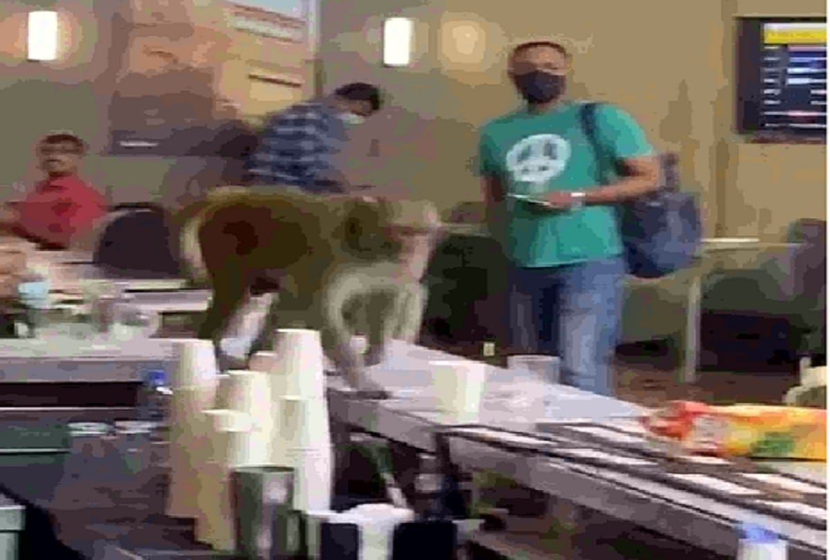 Monkey entered IGI airport, created ruckus in premium lounge for one hour in delhi