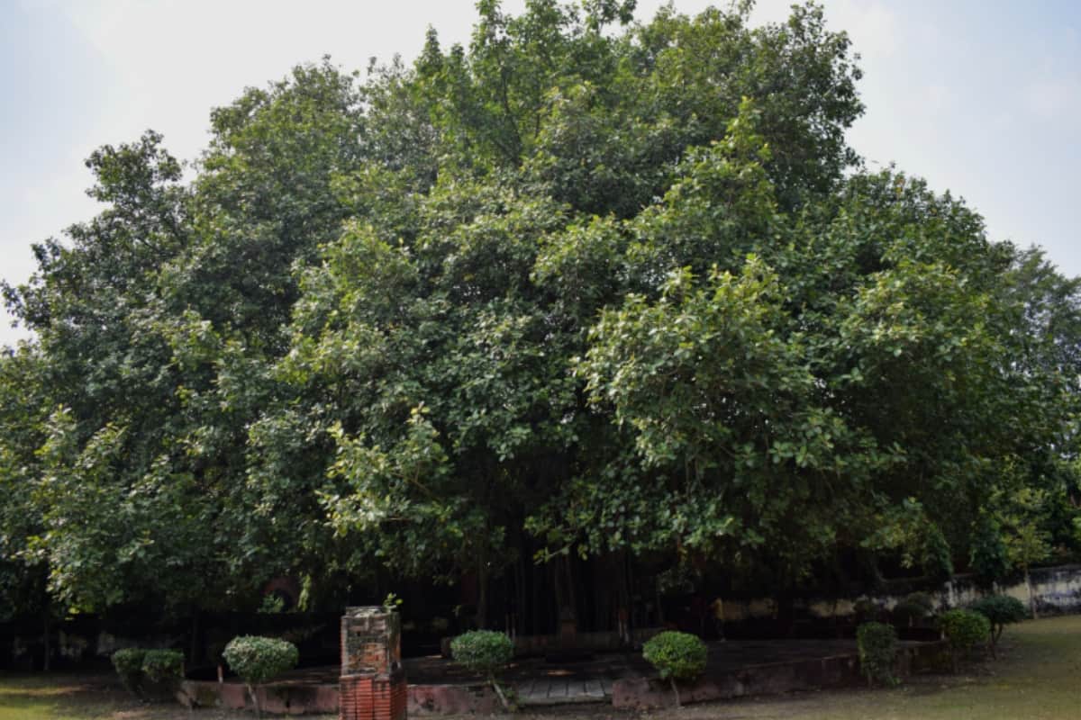 Gandhi Jayanti: Gandhi ji awakened freedom fire in people under the banyan tree in Meerut college