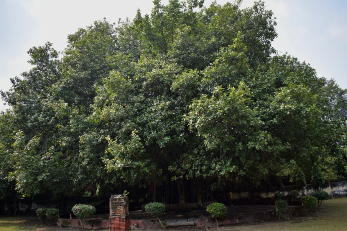 Trees can be adopted in Delhi on lines of Sikkim Forest and Wildlife Department is working on new policy