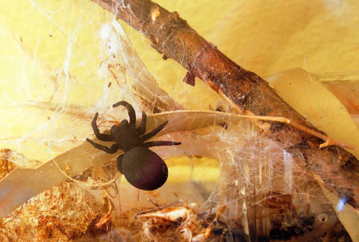Funnel web is worlds most dangerous spider in the world that can take life in a second