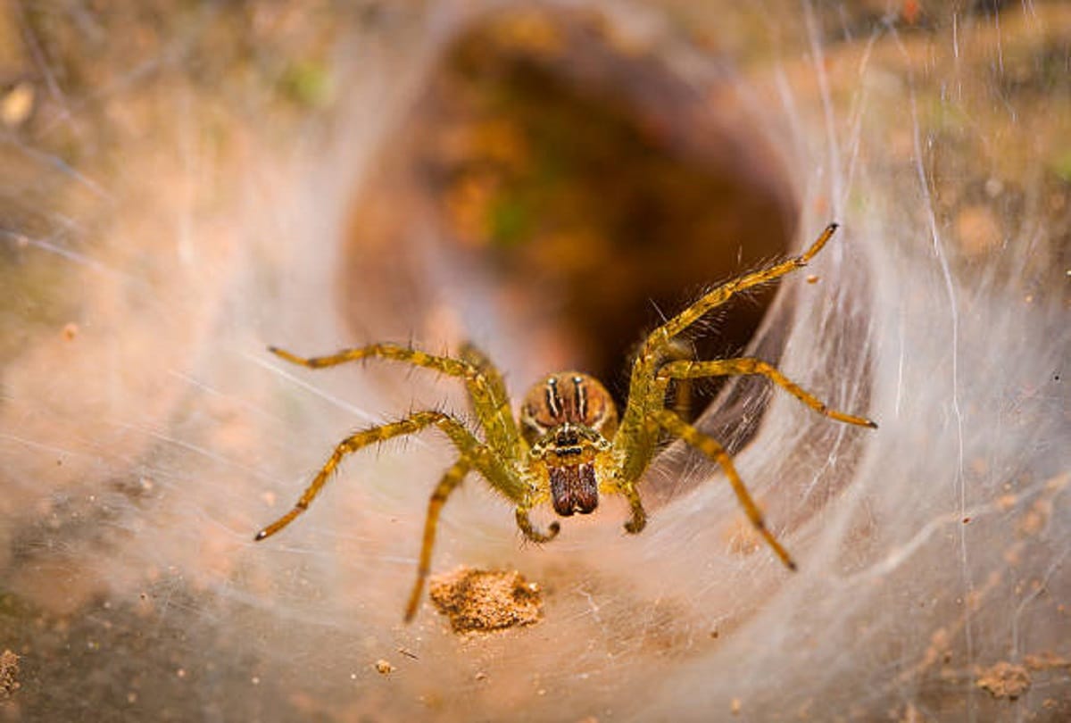 Funnel web is worlds most dangerous spider in the world that can take life in a second