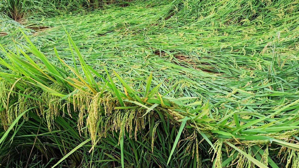 Paddy crop destroyed in strong storm and water