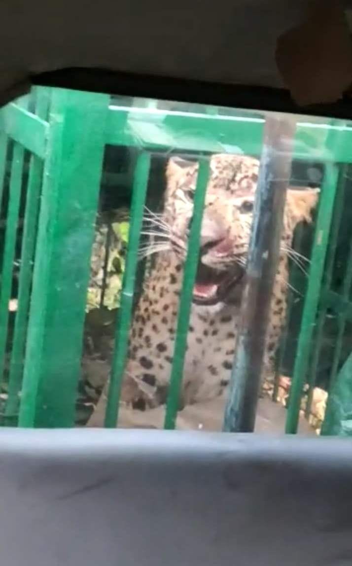 Guldar imprisoned in cages in Khandgaon