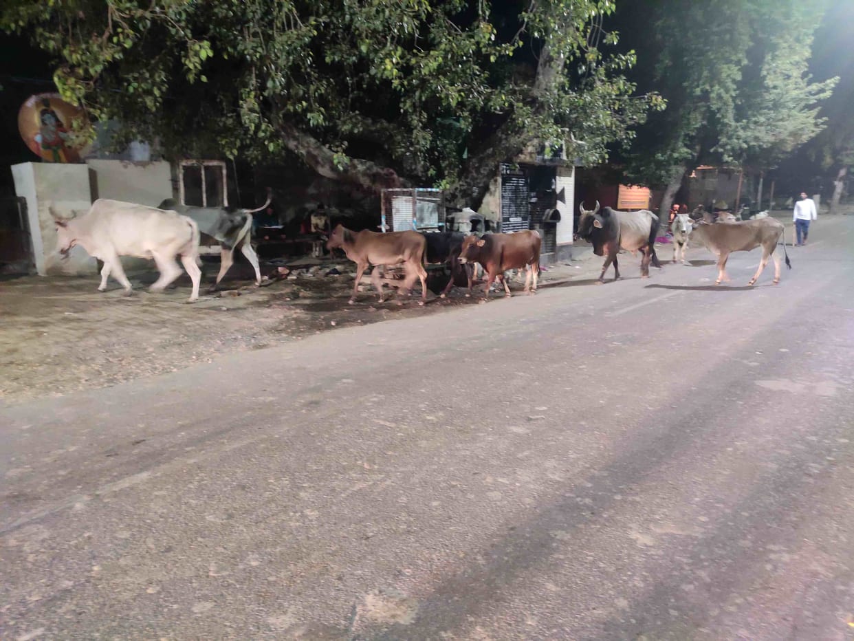 Along with the city council, the Anna team is also catching the animals and leaving them in Nandishala.