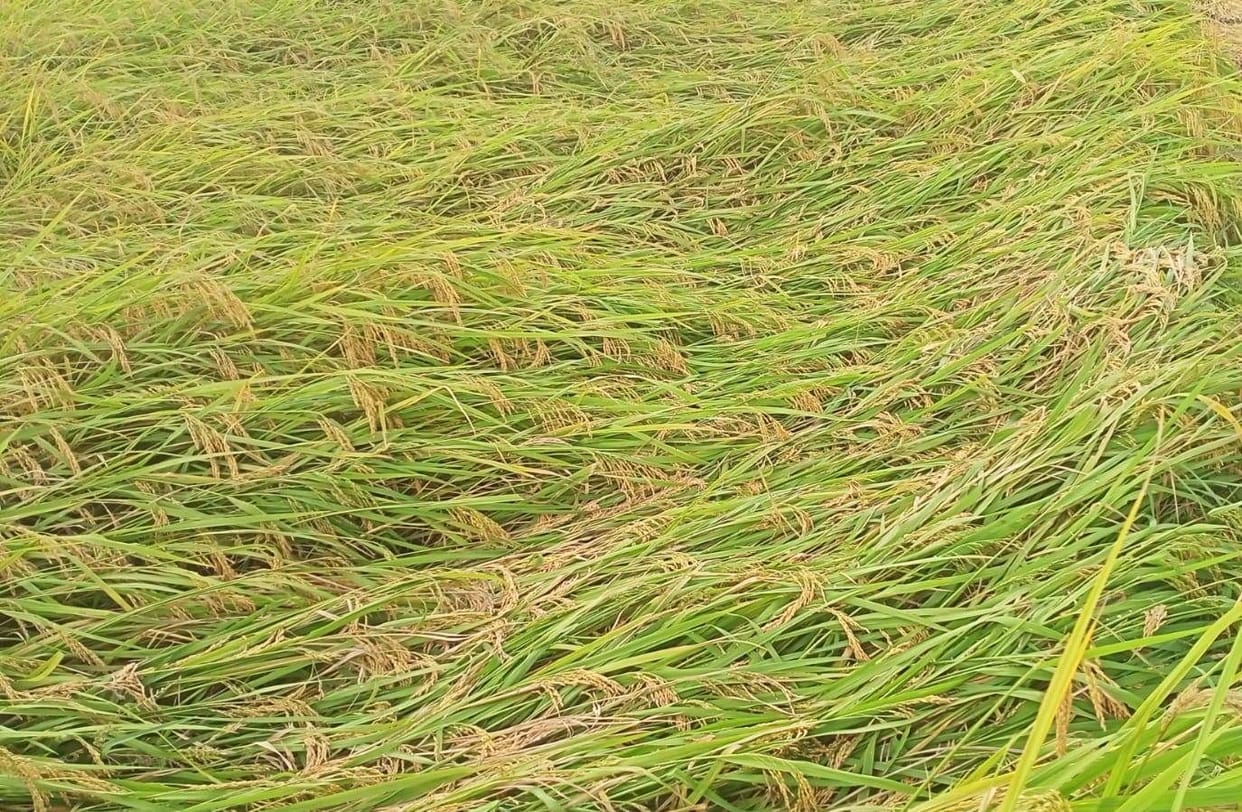 Crop Damage in Banabasa