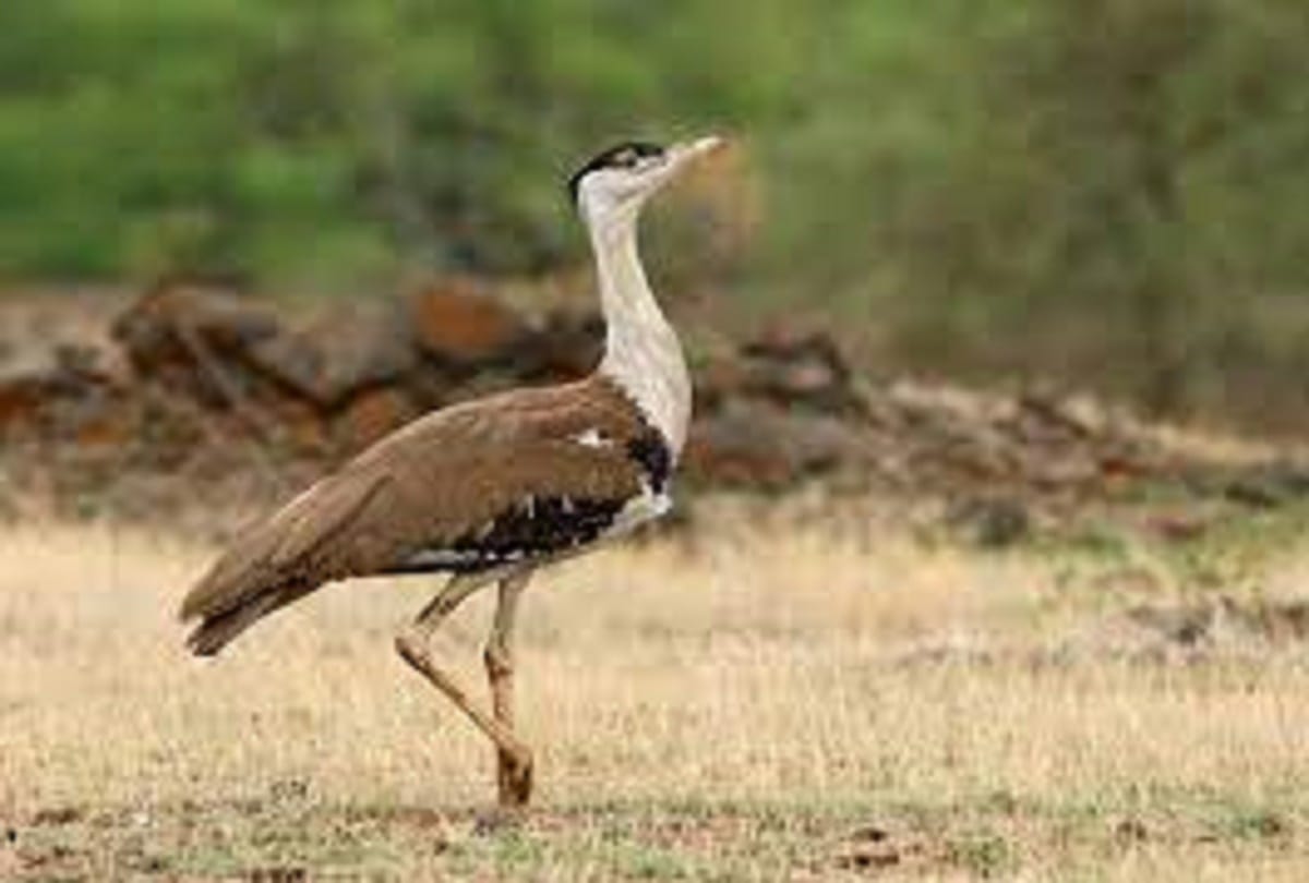 The International Union for Conservation of Nature (IUCN) has passed a resolution for conservation Great Indian bustard