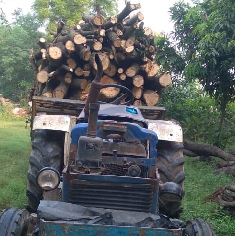 Mafia fired ax on mango trees in Hasanpur