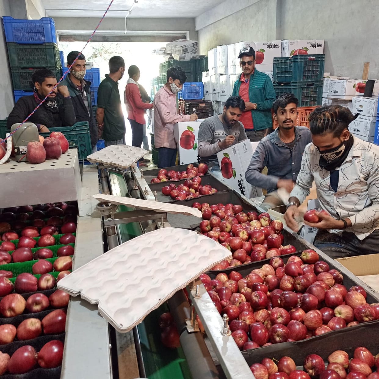 apple sizen started in bhwa vally kinnaur