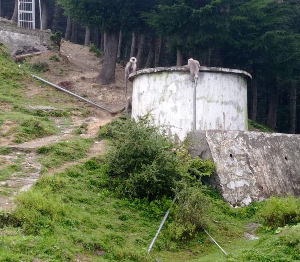 Monkeys, langurs bathing in the tanks providing drinking water supply to five panchayats