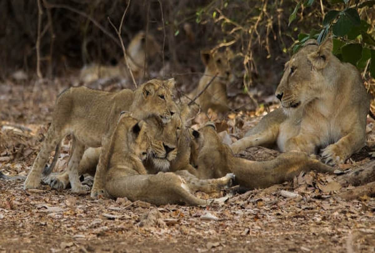 most dangerous forest in india where to go may be death
