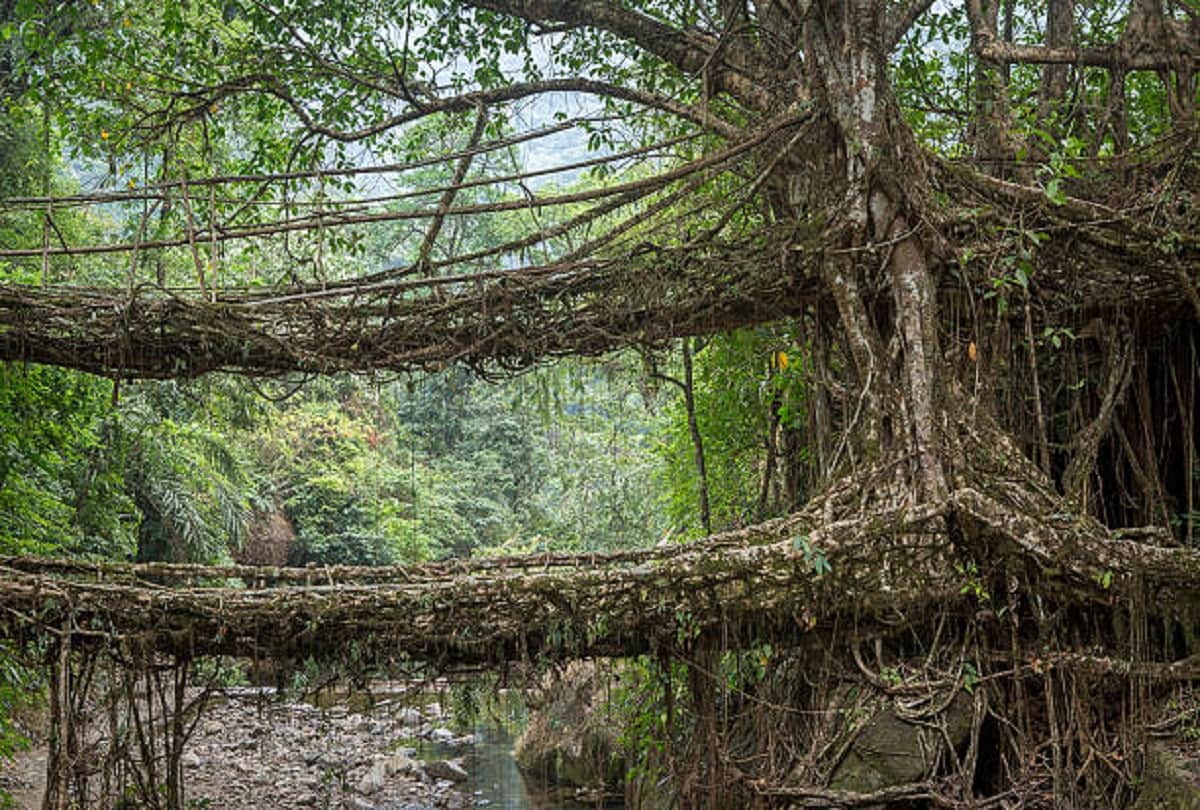 most dangerous forest in india where to go may be death