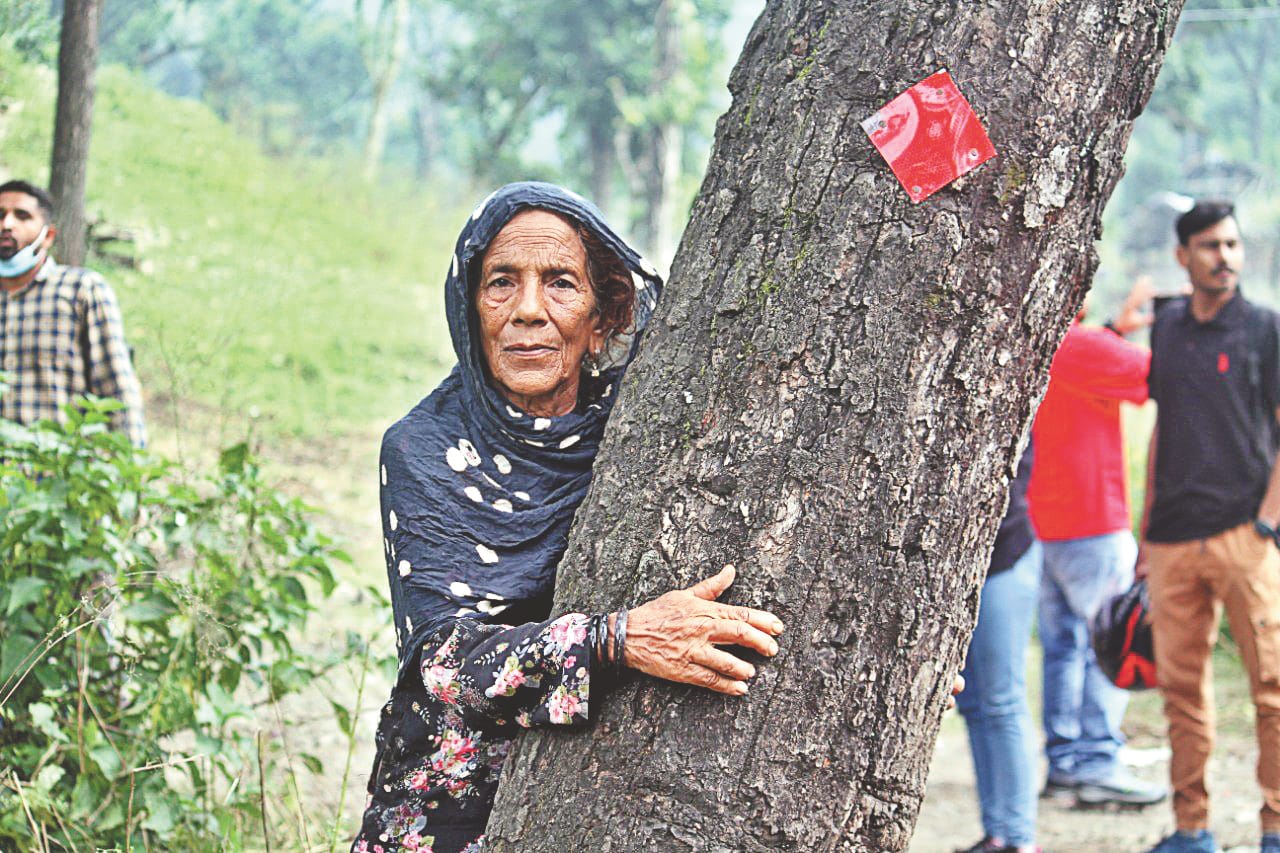chipko movement in dehradun: people came out in protest against the 11 thousand trees cutting see photo