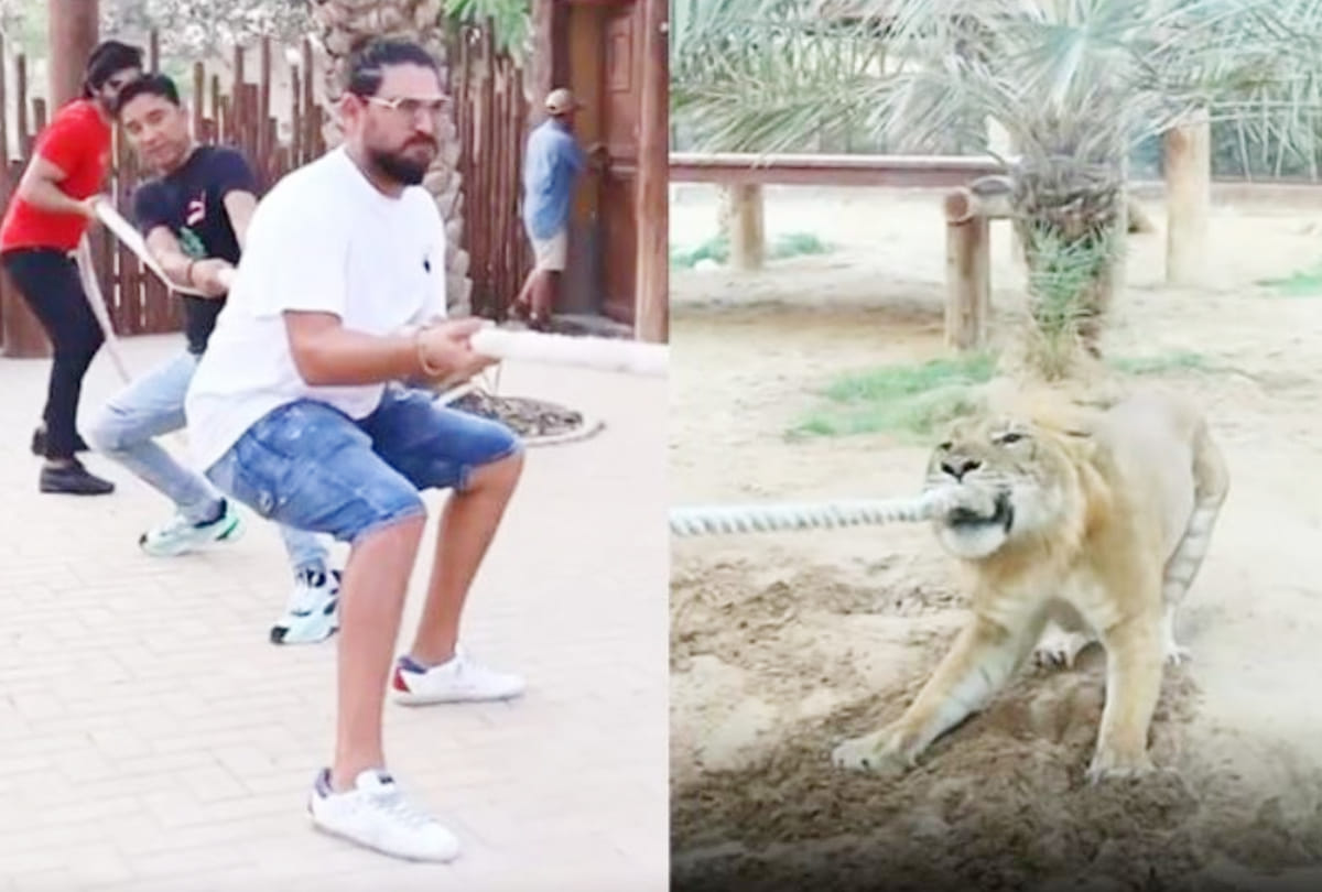 Watch Video: Yuvraj Singh Tug Of War with Liger tiger lion in Dubai;  Video Goes Viral