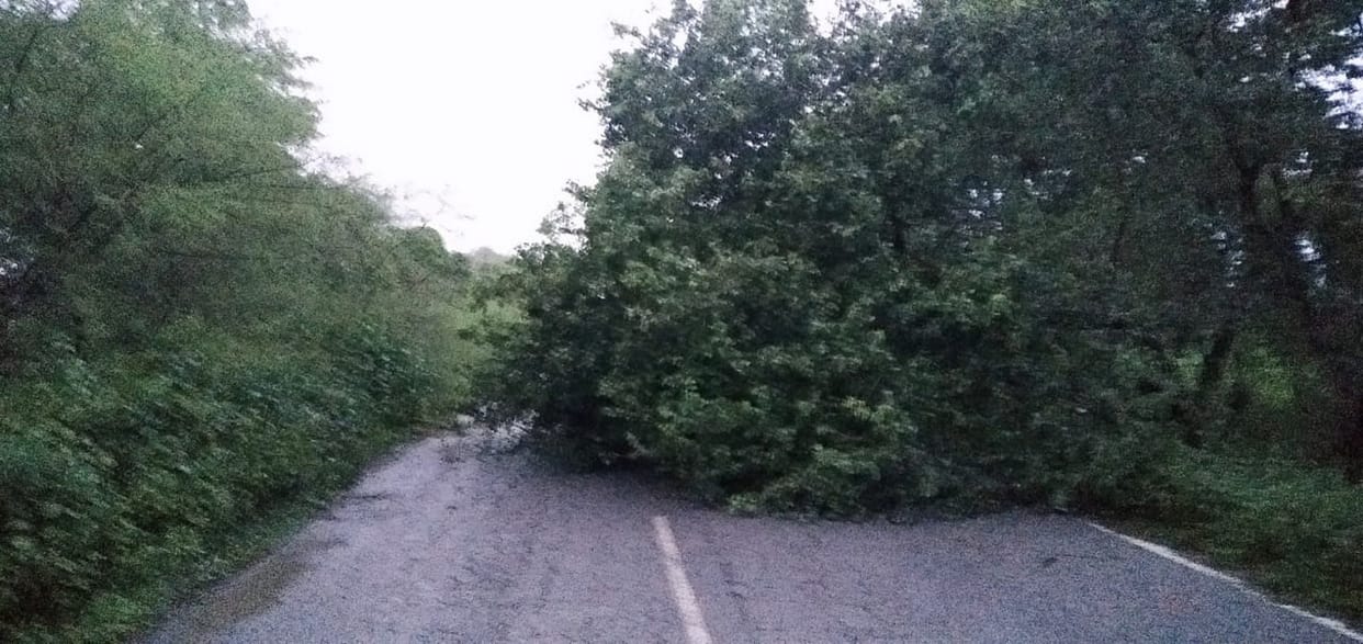 Tree fell due to storm water, traffic disrupted