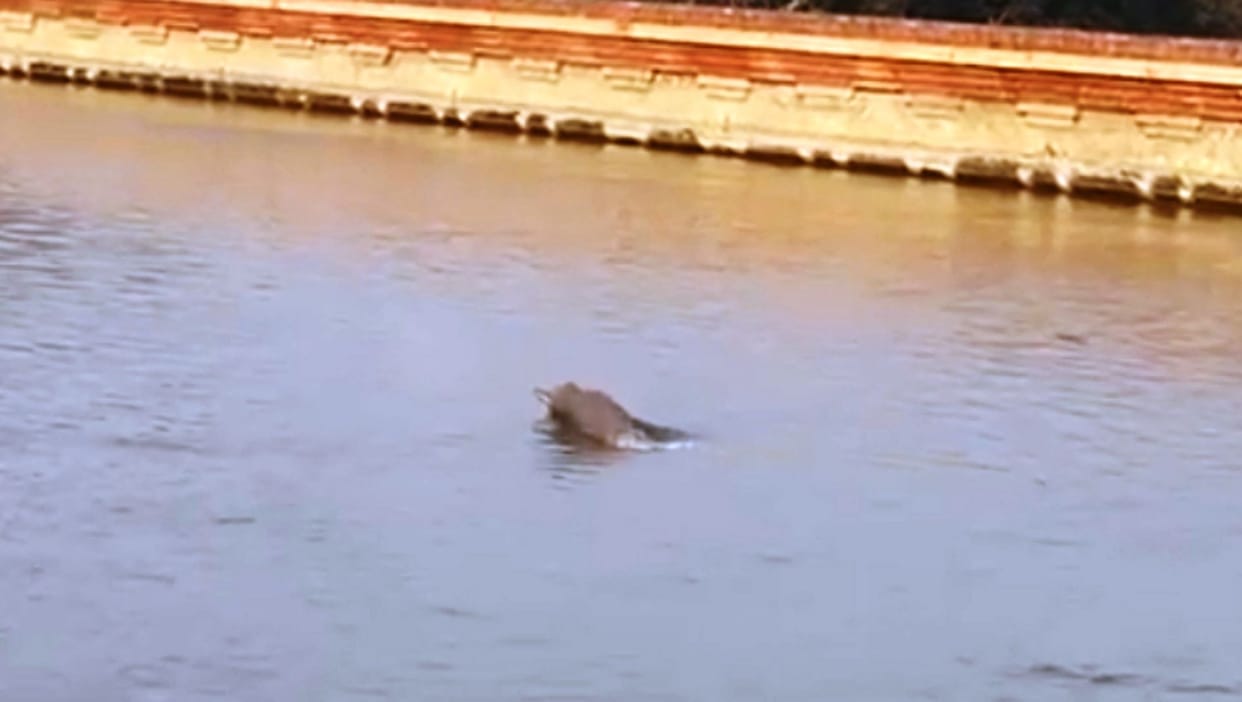 dolphin,ganga dolphin,ganga dolphin day