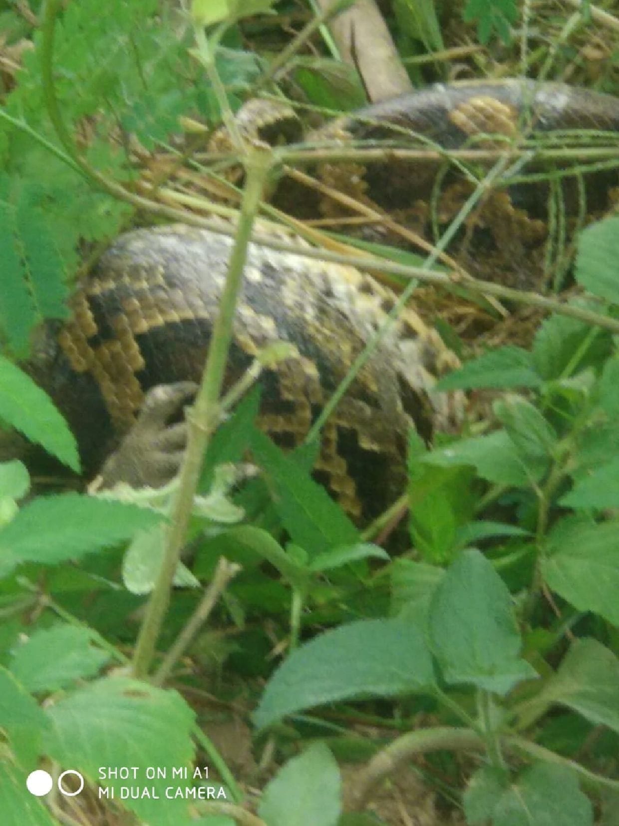 giant python found in the village