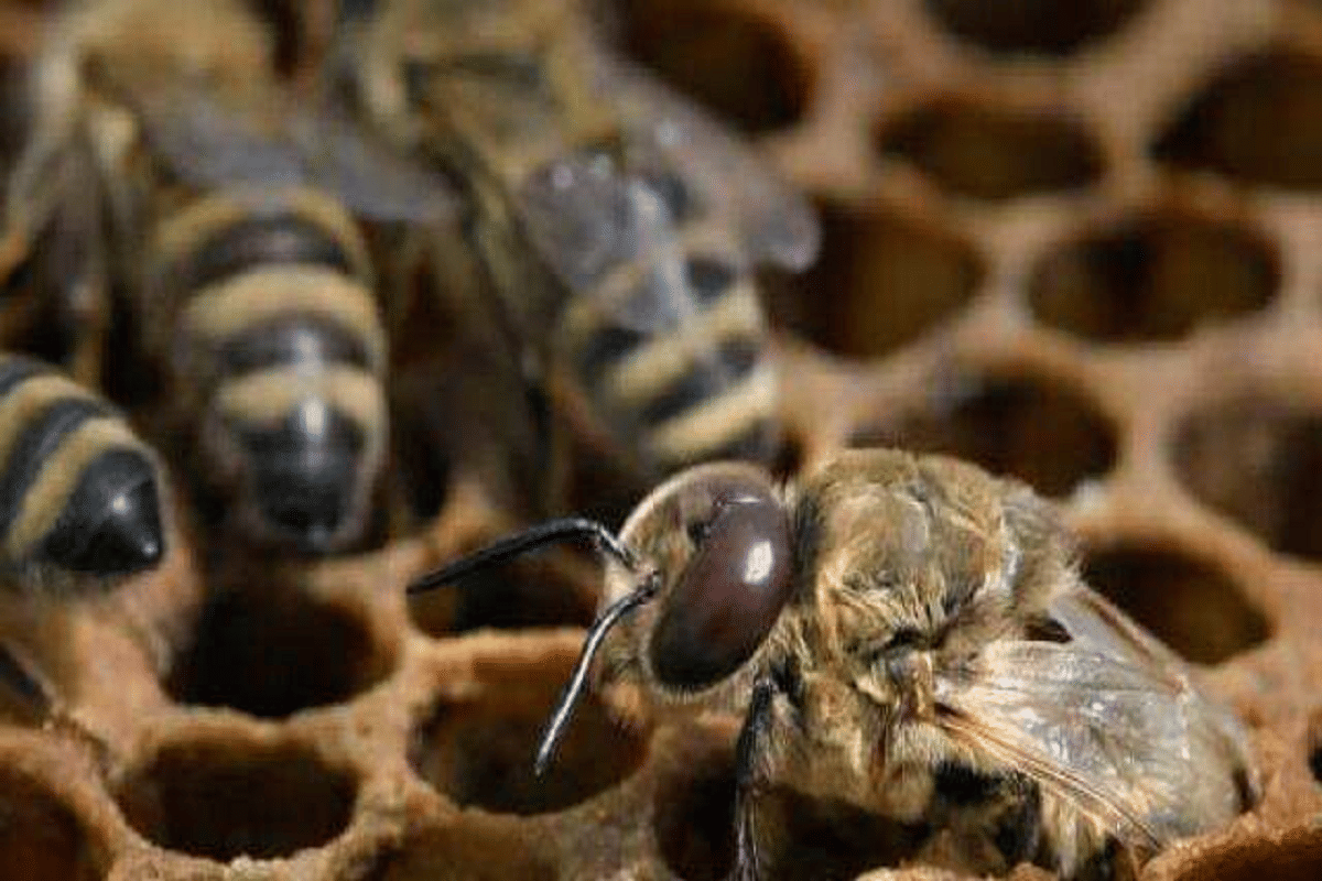 old man died and one injured after Bumblebees attacked in sonebhadra who went for  graze cattle in forest