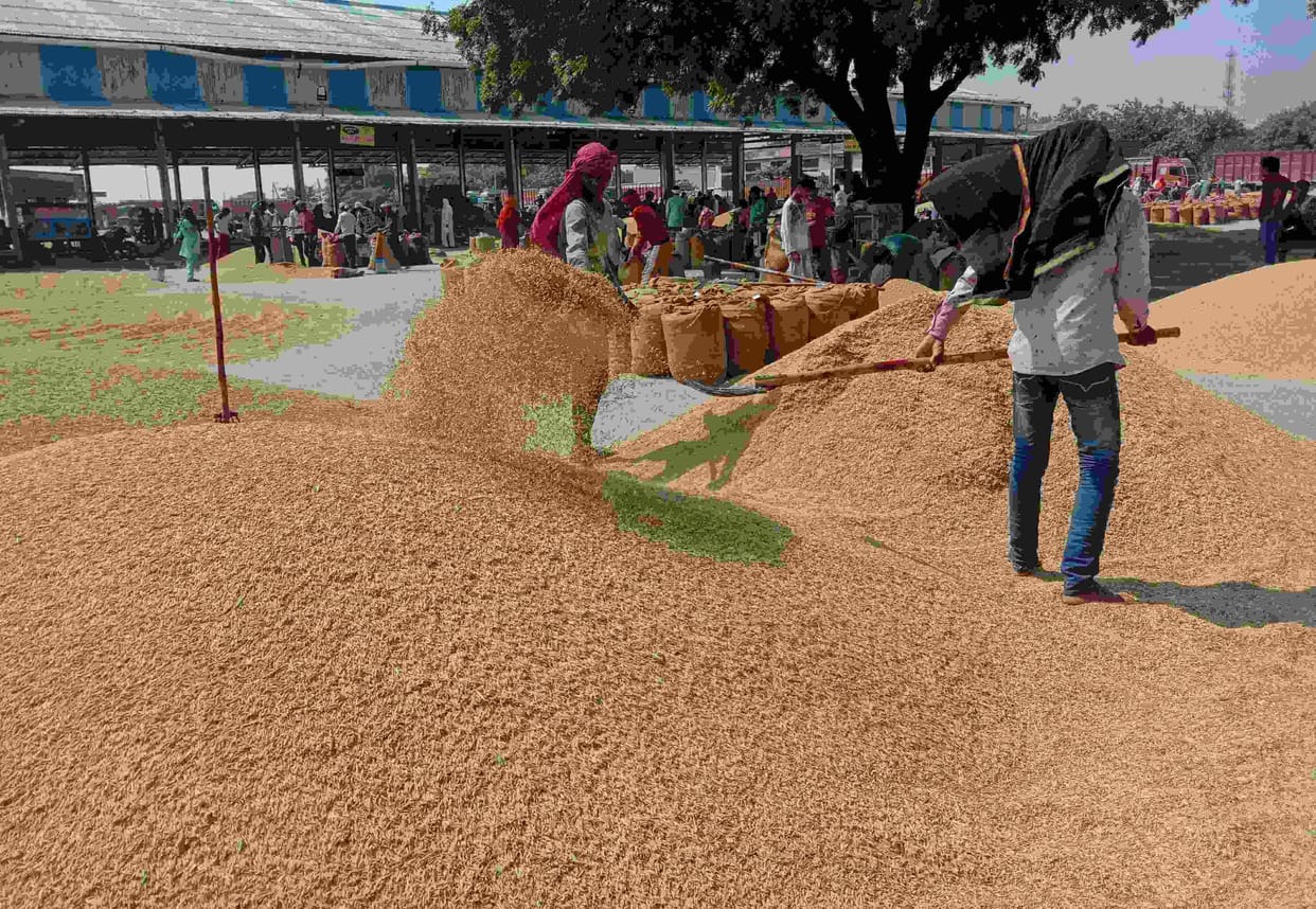 pr paddy did not reach the new grain market