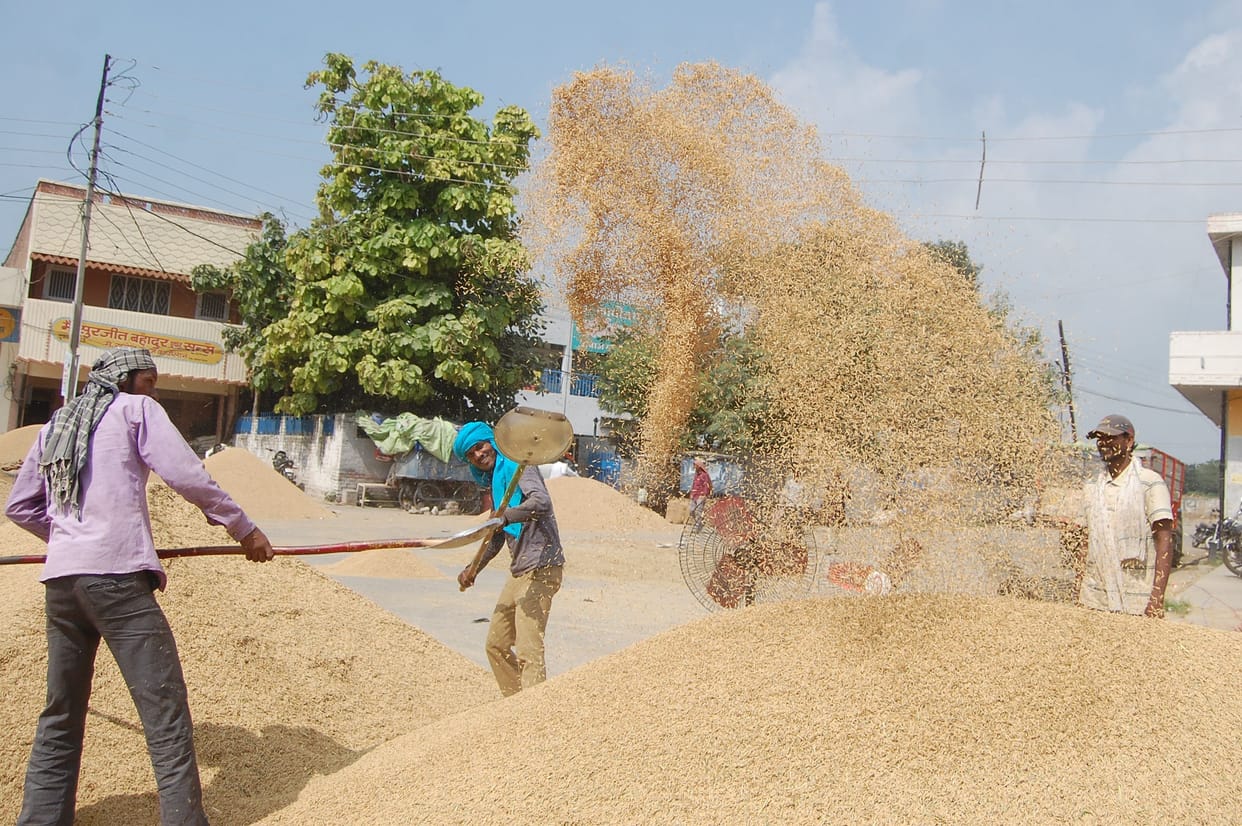 Thousands of metric tons of paddy reached the mandis, there was a nominal purchase on the first day