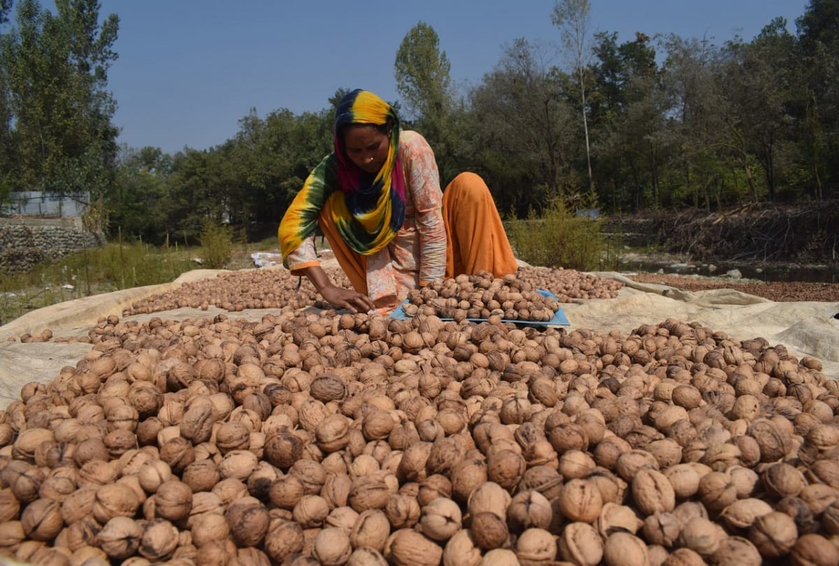 walnut sent from Budgam Jammu and Kashmir to Bangalore