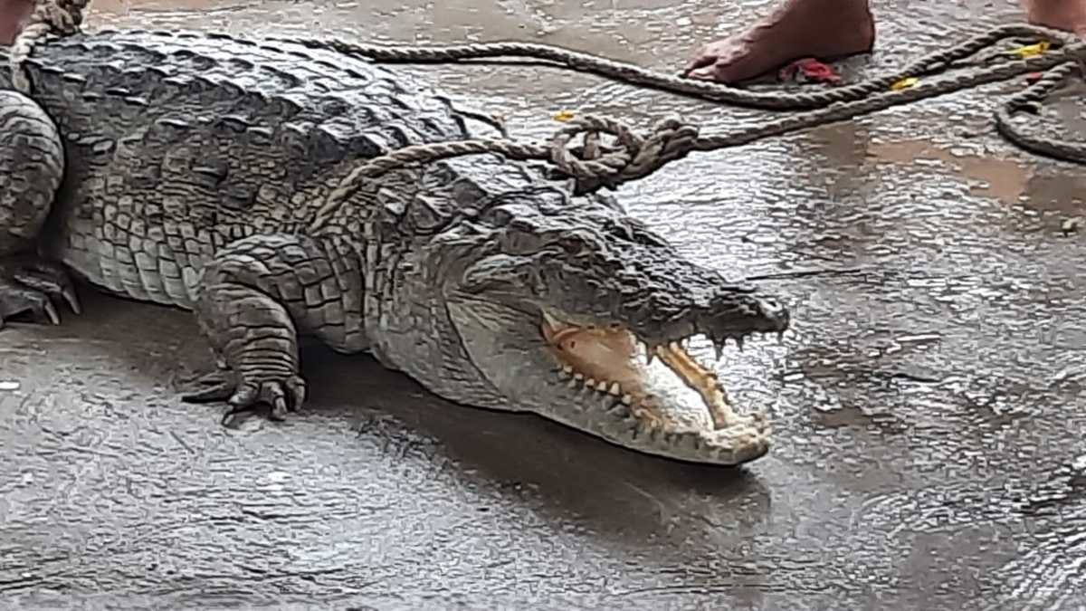 Alligator found in pond reached in village villagers caught and handed over to forest department in azamgarh