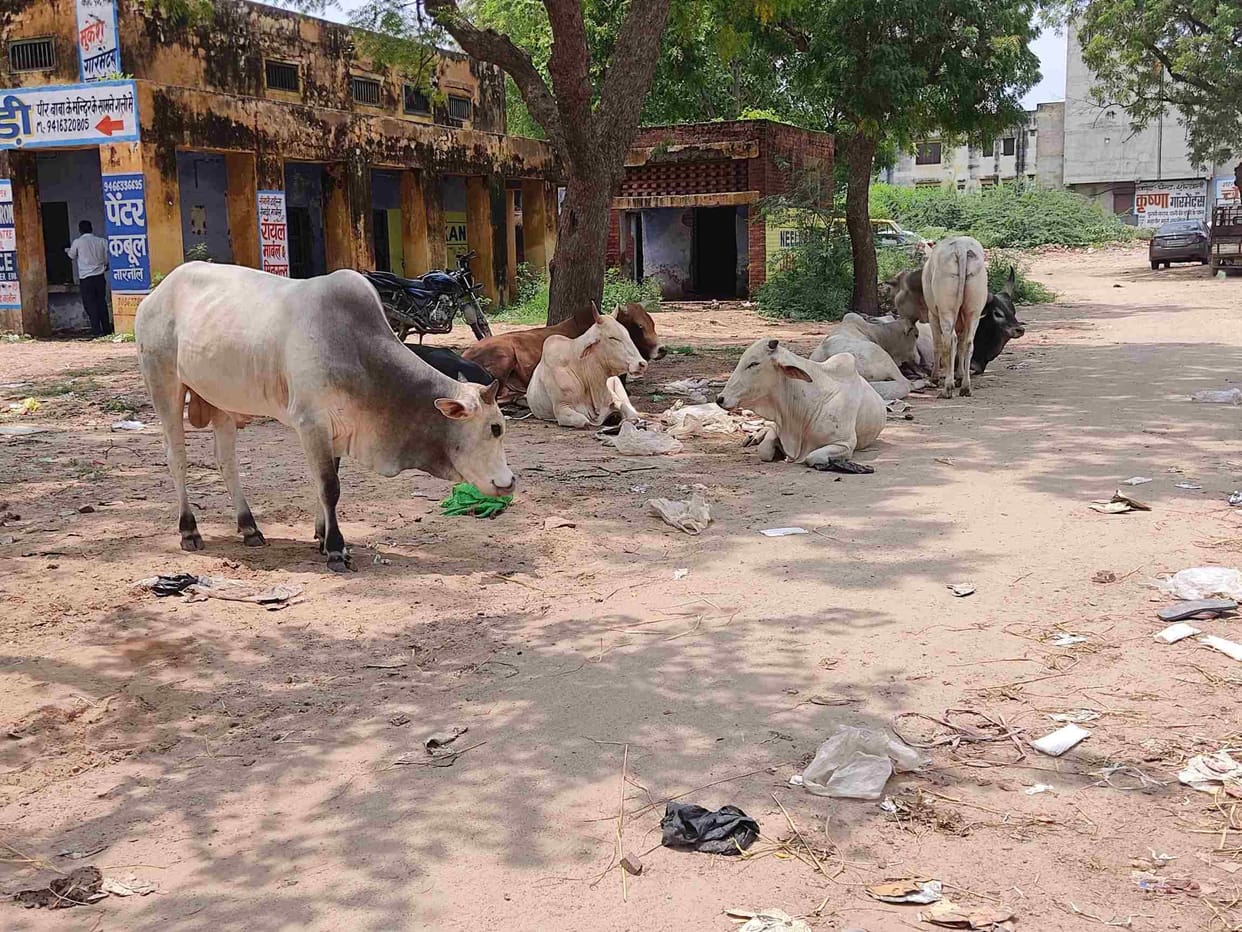 Cattle free district on paper, in reality more than five thousand animals roaming the streets