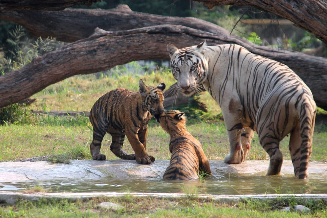 Huge crowd gathered on the third day of Wild Life Protection Week, 2496 tourists arrived