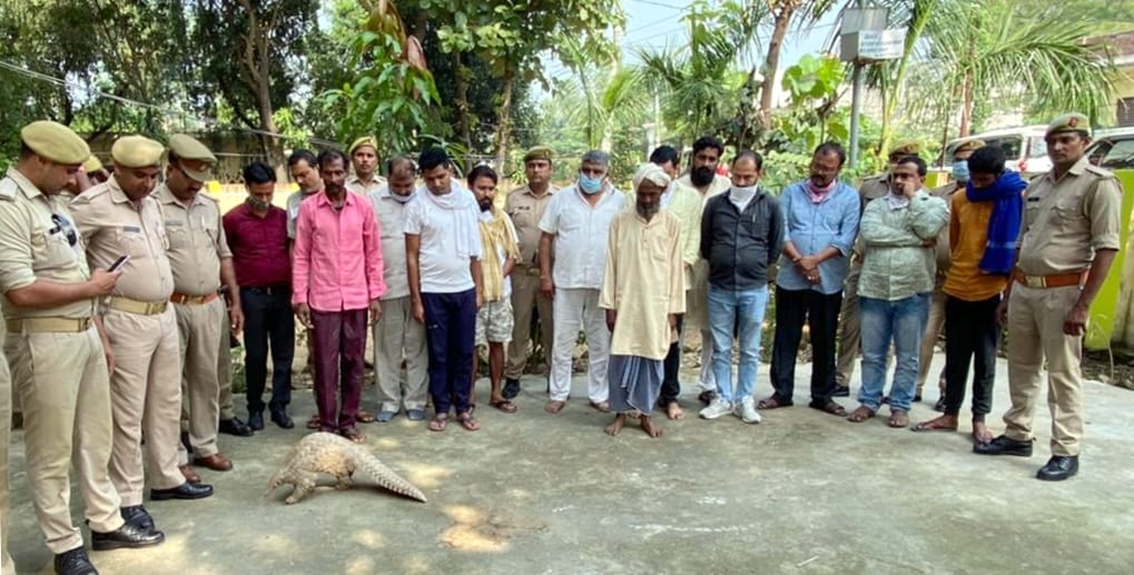 15 arrested for smuggling wildlife pangolins